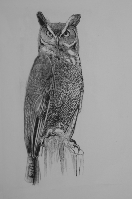 horned owl